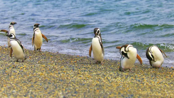 海參崴+玻璃海灘+託卡列夫斯基燈塔+潛水艇博物館+金角灣