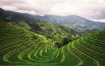 Longji Dazhai Terraces