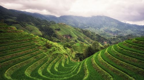 Longji Dazhai Terraces