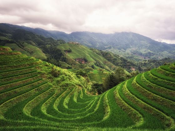 Longji Dazhai Terraces