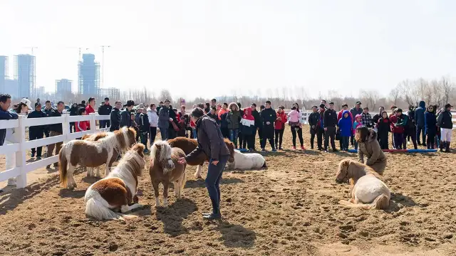 Horse Riding in Changchun