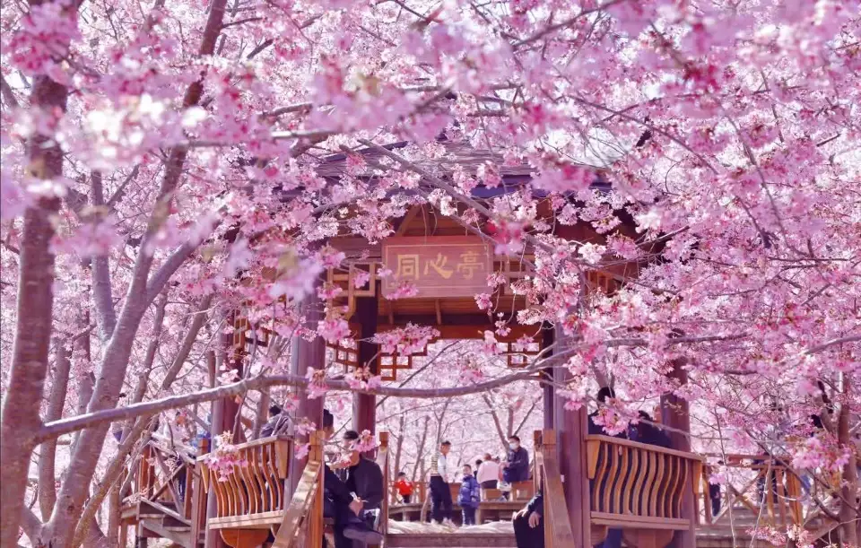 2_仙居山櫻花園