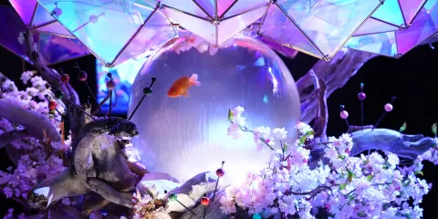 奈良金魚博物館門票長者