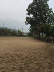 Tangxia Xiaoyao Horse—Racecourse
