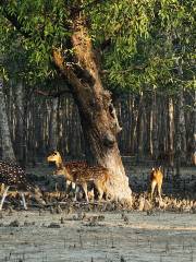 Jardins zoologiques d'Alipore