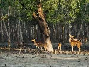 Jardins zoologiques d'Alipore