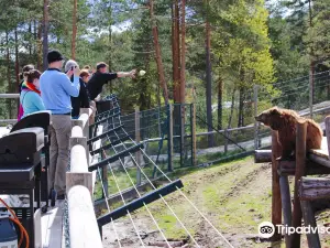Bear Park