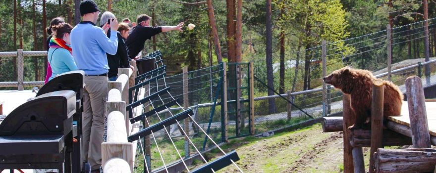 Bear Park