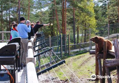 Bear Park
