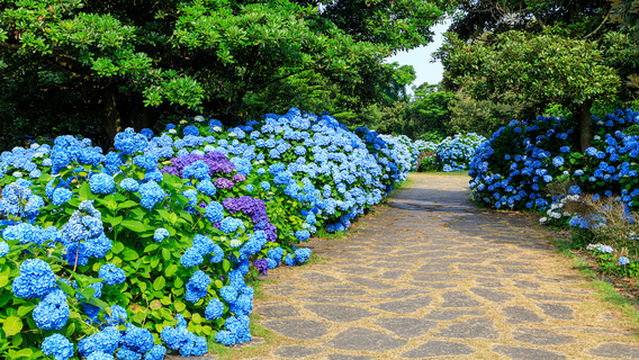 Hydrangea Viewing on Jeju Island