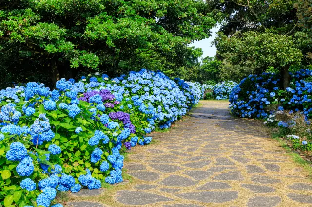 Hydrangea Viewing on Jeju Island