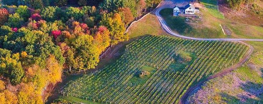 Milea Estate Vineyard