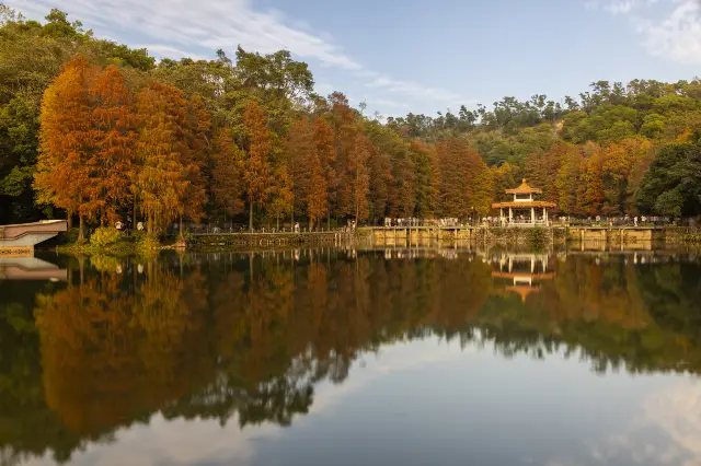 선전 낙우송 구경