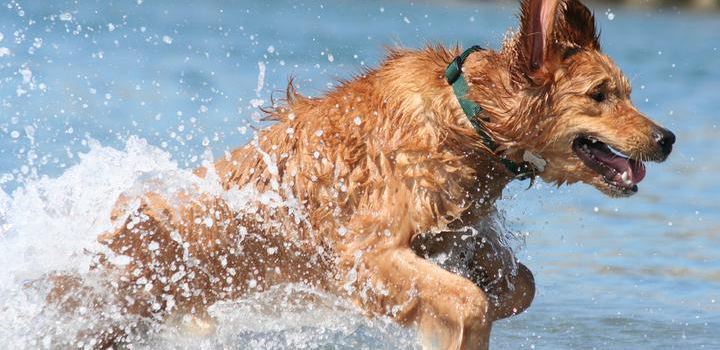 Sandy Beach Dog Park