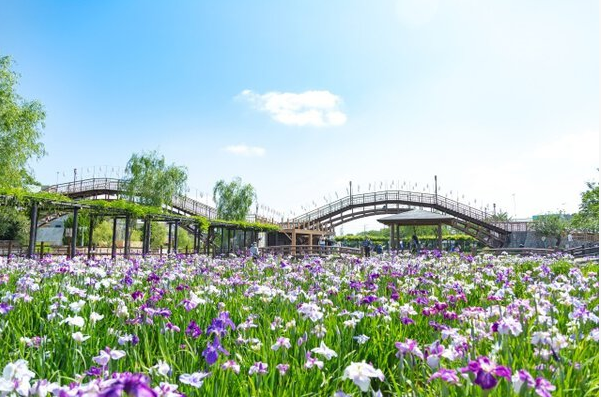 水郷潮来あやめまつり | 潮来