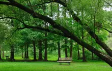 Shanghai Gongqing Forest Park