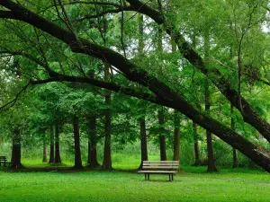 上海共青森林公園
