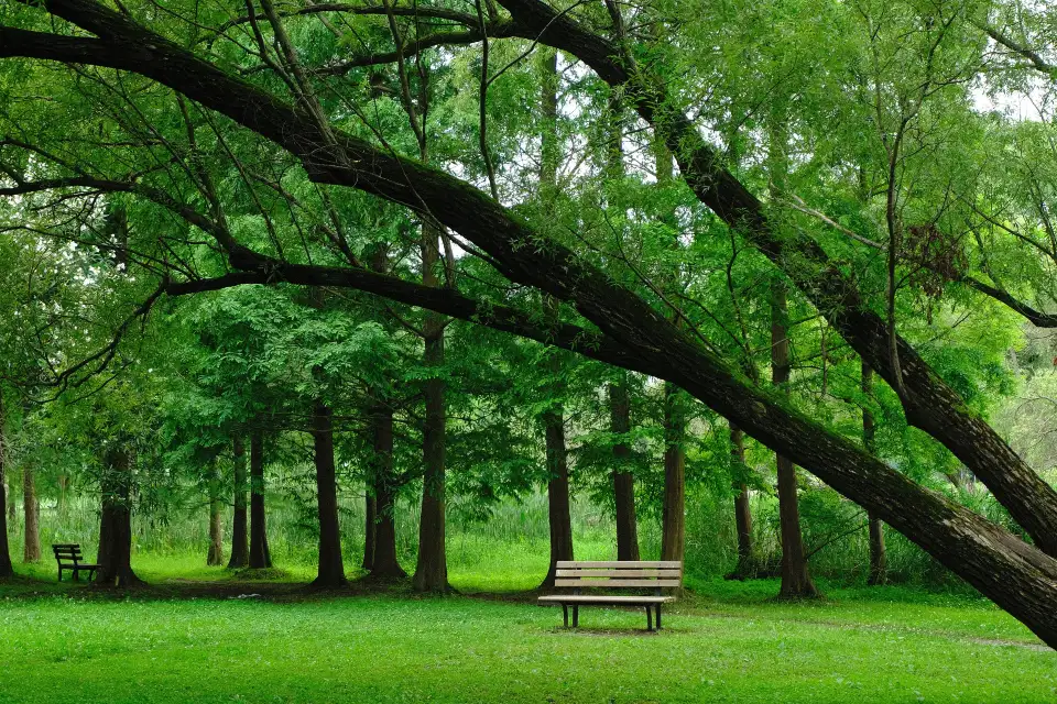4_上海共青森林公園
