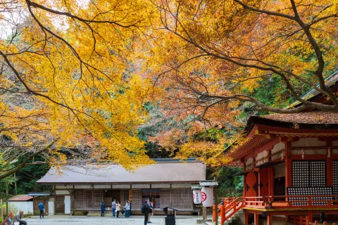 Kotohiragu
