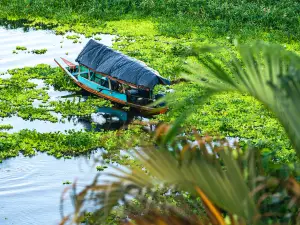 Amazon Green Treasure