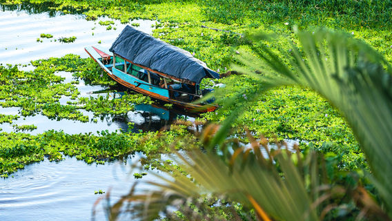 Amazon Green Treasure