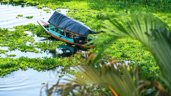 Amazon Green Treasure