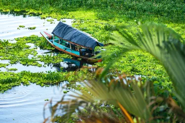 Amazon Green Treasure