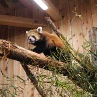 【静岡】伊豆シャボテン動物公園