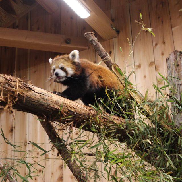 【静岡】伊豆シャボテン動物公園