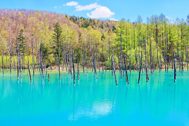 Отели рядом с достопримечательностью «Parent and Kid Tree»