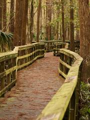 Corkscrew Swamp Sanctuary