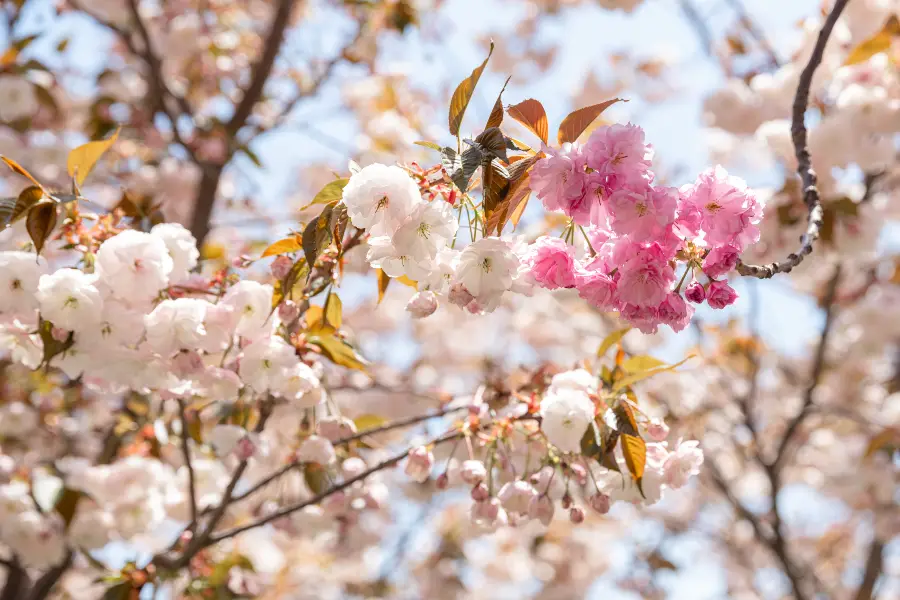 桃花堤公園