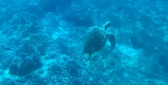 【小琉球水上活動】小琉球7大必玩水上活動推薦!潛水、獨木舟、SUP、玻璃船