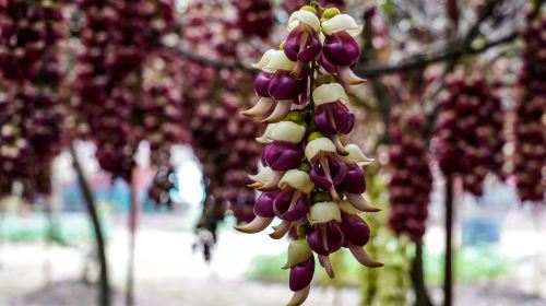 Huangjinbu Colorful Mucuna Birdwoodiana Flower Base