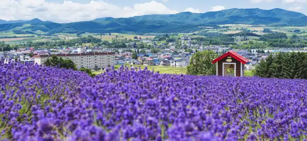 Hotels in Furano