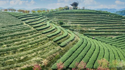 Wangu Tea Garden, Damingshan Mountain