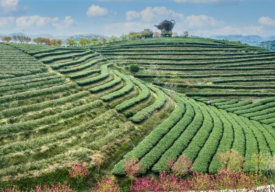 Wangu Tea Garden, Damingshan Mountain