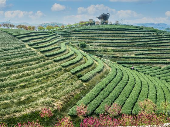 Wangu Tea Garden, Damingshan Mountain