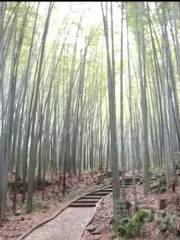 우펑산/오봉산 국가삼림공원
