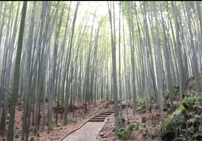 우펑산/오봉산 국가삼림공원