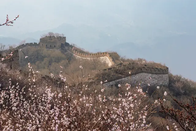 Beijing Apricot Blossom Viewing