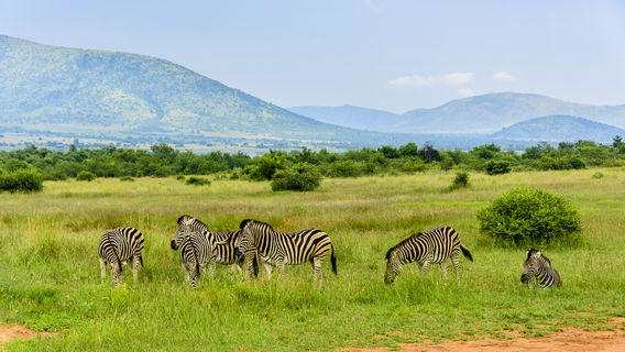 Parco nazionale di Pilanesberg