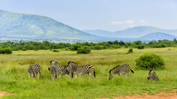 Pilanesberg National Park