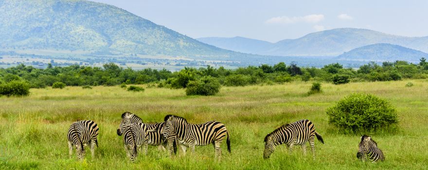 Réserve de chasse Pilanesberg