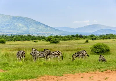 Pilanesberg-Nationalpark
