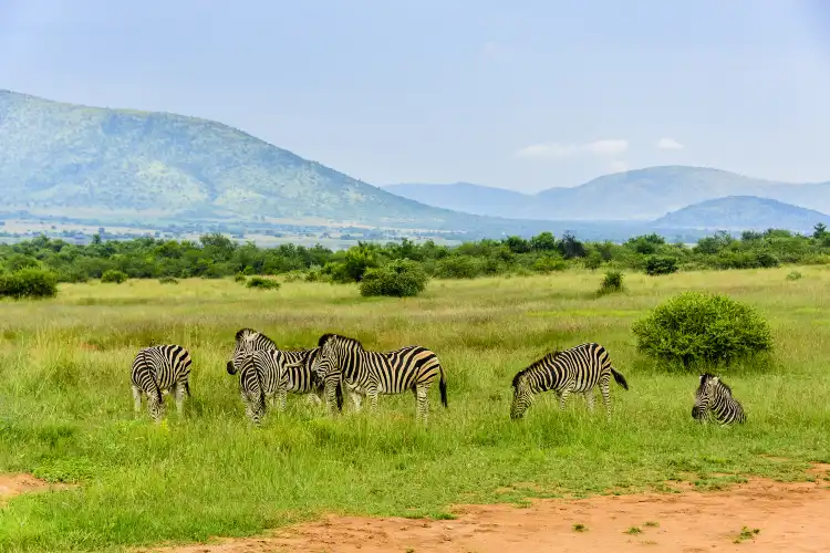 Hotels near Pilanesberg National Park