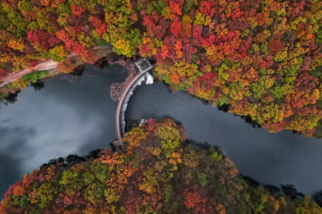 Fall Foliage Sightseeing in Luoyang