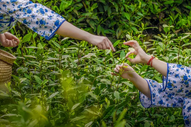 Tea Picking in Anji