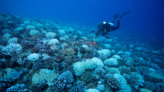 Scuba Diving in Tahiti