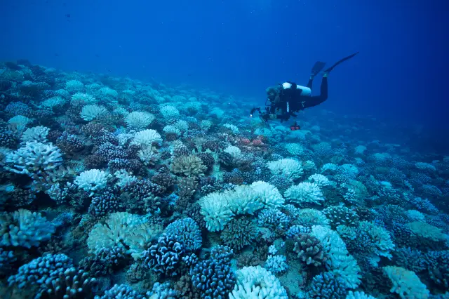 Scuba Diving in Tahiti